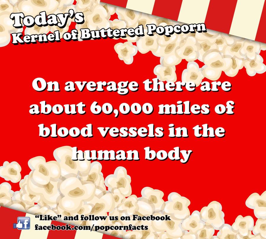 On average there are about 60,000 miles of blood vessels in the human body.